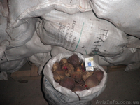 Продам свеклу столовую оптом и мелким оптом  - <ro>Изображение</ro><ru>Изображение</ru> #2, <ru>Объявление</ru> #585265