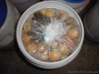 Продам помидоры маринованные в бочках оптом и мелким оптом  - <ro>Изображение</ro><ru>Изображение</ru> #3, <ru>Объявление</ru> #585263