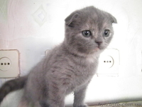 г.Запорожье Назаренко Елена 0971207016 - <ro>Изображение</ro><ru>Изображение</ru> #3, <ru>Объявление</ru> #592169