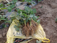 Рассада клубник (земляники) - <ro>Изображение</ro><ru>Изображение</ru> #1, <ru>Объявление</ru> #575688