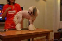 Груминг,стрижка собак,кошек.Запорожье - <ro>Изображение</ro><ru>Изображение</ru> #2, <ru>Объявление</ru> #694088