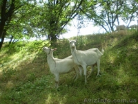 Молоко, кефир, творог, сыр из козьего молока. - <ro>Изображение</ro><ru>Изображение</ru> #2, <ru>Объявление</ru> #676097