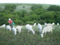 Молоко, кефир, творог, сыр из козьего молока. - <ro>Изображение</ro><ru>Изображение</ru> #4, <ru>Объявление</ru> #676097