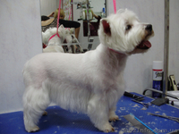 Груминг,стрижка собак,кошек.Запорожье - <ro>Изображение</ro><ru>Изображение</ru> #3, <ru>Объявление</ru> #694088