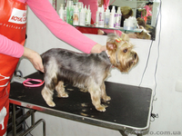 Груминг,стрижка собак,кошек.Запорожье - <ro>Изображение</ro><ru>Изображение</ru> #6, <ru>Объявление</ru> #694088