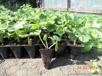 Рассада клубник (земляники) - <ro>Изображение</ro><ru>Изображение</ru> #2, <ru>Объявление</ru> #575688