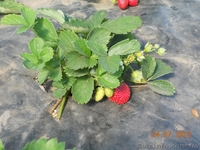 Рассада клубник (земляники) - <ro>Изображение</ro><ru>Изображение</ru> #3, <ru>Объявление</ru> #575688