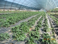 Рассада клубник (земляники) - <ro>Изображение</ro><ru>Изображение</ru> #4, <ru>Объявление</ru> #575688