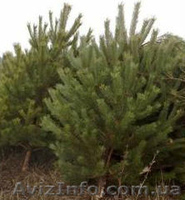 Живые ёлки, сосны новогодние оптом от производителя - <ro>Изображение</ro><ru>Изображение</ru> #4, <ru>Объявление</ru> #778152