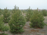 Живые ёлки, сосны новогодние оптом от производителя - <ro>Изображение</ro><ru>Изображение</ru> #2, <ru>Объявление</ru> #778152