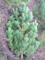 Живые ёлки, сосны новогодние оптом от производителя - <ro>Изображение</ro><ru>Изображение</ru> #3, <ru>Объявление</ru> #778152