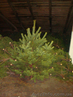 Живые ёлки, сосны новогодние оптом от производителя - <ro>Изображение</ro><ru>Изображение</ru> #5, <ru>Объявление</ru> #778152