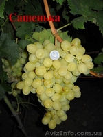саженцы  винограда - <ro>Изображение</ro><ru>Изображение</ru> #3, <ru>Объявление</ru> #795658