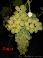 саженцы  винограда - <ro>Изображение</ro><ru>Изображение</ru> #4, <ru>Объявление</ru> #795658