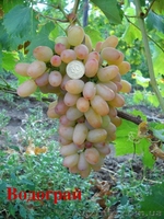 саженцы  винограда - <ro>Изображение</ro><ru>Изображение</ru> #5, <ru>Объявление</ru> #795658