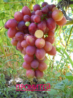 саженцы  винограда - <ro>Изображение</ro><ru>Изображение</ru> #1, <ru>Объявление</ru> #795658