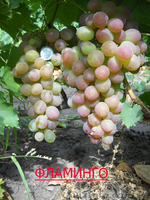 саженцы  винограда - <ro>Изображение</ro><ru>Изображение</ru> #7, <ru>Объявление</ru> #795658