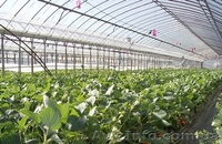 Рабочие на теплицы. Польша - <ro>Изображение</ro><ru>Изображение</ru> #1, <ru>Объявление</ru> #815213