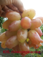 Cаженцы и черенки винограда - <ro>Изображение</ro><ru>Изображение</ru> #6, <ru>Объявление</ru> #841013