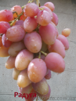 Cаженцы и черенки винограда - <ro>Изображение</ro><ru>Изображение</ru> #5, <ru>Объявление</ru> #841013