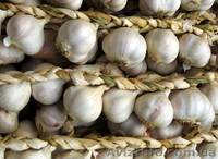 Продам чеснок. Хороший. Свой урожай - <ro>Изображение</ro><ru>Изображение</ru> #1, <ru>Объявление</ru> #936103