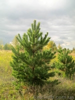 Живые елки и сосны, оптовая продажа - <ro>Изображение</ro><ru>Изображение</ru> #2, <ru>Объявление</ru> #967244