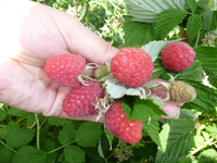 Продам саженцы малины крупноплодной, деревовидной, Запорожская обл. - <ro>Изображение</ro><ru>Изображение</ru> #1, <ru>Объявление</ru> #954047