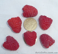 Продам саженцы малины крупноплодной, деревовидной, Запорожская обл. - <ro>Изображение</ro><ru>Изображение</ru> #2, <ru>Объявление</ru> #954047