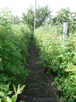 Продам саженцы малины крупноплодной, деревовидной, Запорожская обл. - <ro>Изображение</ro><ru>Изображение</ru> #3, <ru>Объявление</ru> #954047