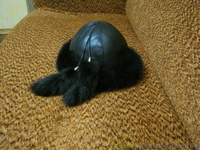 меховую, теплую, красивую шапку - <ro>Изображение</ro><ru>Изображение</ru> #2, <ru>Объявление</ru> #961100