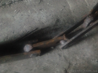 транспортер навозоудаления тсн2б. - <ro>Изображение</ro><ru>Изображение</ru> #2, <ru>Объявление</ru> #977954