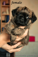 Щенки грифона – веселые собачки - <ro>Изображение</ro><ru>Изображение</ru> #2, <ru>Объявление</ru> #444081