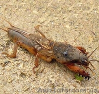 Медведка сушеная для лечения туберкулёза - <ro>Изображение</ro><ru>Изображение</ru> #1, <ru>Объявление</ru> #1015139