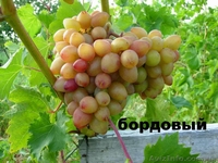 Саженцы и черенки винограда - <ro>Изображение</ro><ru>Изображение</ru> #4, <ru>Объявление</ru> #1029066