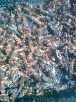 Медведка сушеная для лечения туберкулёза - <ro>Изображение</ro><ru>Изображение</ru> #2, <ru>Объявление</ru> #1015139