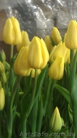 Срез тюльпана к 8 марта,гиацинт, крокус - <ro>Изображение</ro><ru>Изображение</ru> #2, <ru>Объявление</ru> #828053