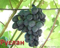 саженцы винограда ранних,средних и кишмишных сортов - <ro>Изображение</ro><ru>Изображение</ru> #1, <ru>Объявление</ru> #1033619