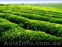 Чай черный грузинский - <ro>Изображение</ro><ru>Изображение</ru> #2, <ru>Объявление</ru> #1044218