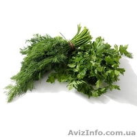 Укроп , Петрушка , Крупным оптом ( в наличии 15 тон) - <ro>Изображение</ro><ru>Изображение</ru> #1, <ru>Объявление</ru> #1106214