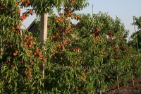 Персик Оптом от производителя - <ro>Изображение</ro><ru>Изображение</ru> #3, <ru>Объявление</ru> #1107716