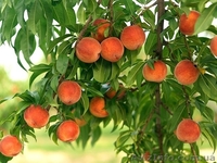 Персик Оптом от производителя - <ro>Изображение</ro><ru>Изображение</ru> #1, <ru>Объявление</ru> #1107716