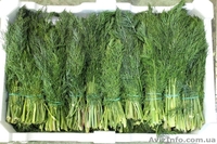 Укроп , Петрушка , Крупным оптом ( в наличии 15 тон) - <ro>Изображение</ro><ru>Изображение</ru> #2, <ru>Объявление</ru> #1106214