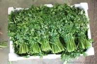Укроп , Петрушка , Крупным оптом ( в наличии 15 тон) - <ro>Изображение</ro><ru>Изображение</ru> #3, <ru>Объявление</ru> #1106214