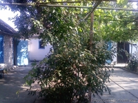 Азов. Генгорка. Виноградная 25. Отдых на море от 35 грн.  - <ro>Изображение</ro><ru>Изображение</ru> #9, <ru>Объявление</ru> #1128858