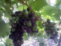 Азов. Генгорка. Виноградная 25. Отдых на море от 35 грн.  - <ro>Изображение</ro><ru>Изображение</ru> #11, <ru>Объявление</ru> #1128858