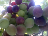 Азов. Генгорка. Виноградная 25. Отдых на море от 35 грн.  - <ro>Изображение</ro><ru>Изображение</ru> #8, <ru>Объявление</ru> #1128858