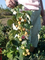 Саженцы крупноплодной малины и кубники .Высылаю по территории Украин - <ro>Изображение</ro><ru>Изображение</ru> #1, <ru>Объявление</ru> #1150307