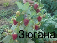 Саженцы крупноплодной малины и кубники .Высылаю по территории Украин - <ro>Изображение</ro><ru>Изображение</ru> #2, <ru>Объявление</ru> #1150307