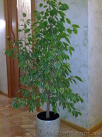 Фикусы Бенджамина Кинки,Нина,Старлайт.Бенедикта Али.Очищают воздух от вредных  - <ro>Изображение</ro><ru>Изображение</ru> #3, <ru>Объявление</ru> #1147682