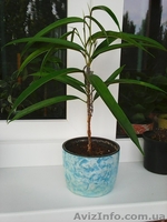 Фикусы Бенджамина Кинки,Нина,Старлайт.Бенедикта Али.Очищают воздух от вредных  - <ro>Изображение</ro><ru>Изображение</ru> #9, <ru>Объявление</ru> #1147682